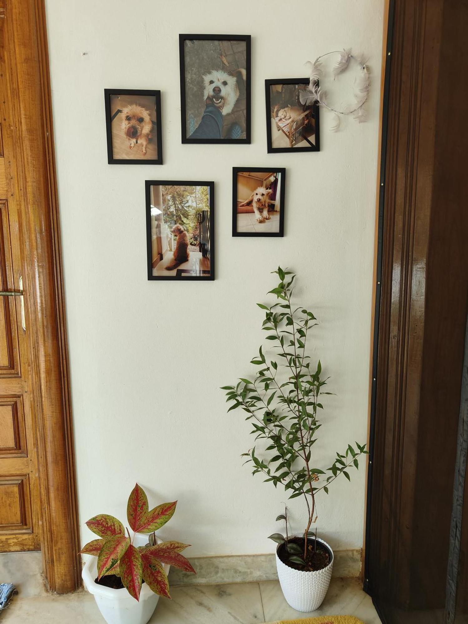 Shamak Homestay ורקלה מראה חיצוני תמונה